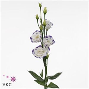 LISIANTHUS EXCAL HOT LIPS 72